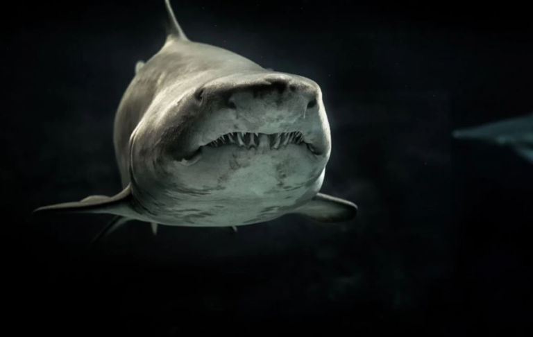 Un hombre y un niño, 2 ataques de tiburones en una semana: uno de ellos mortal